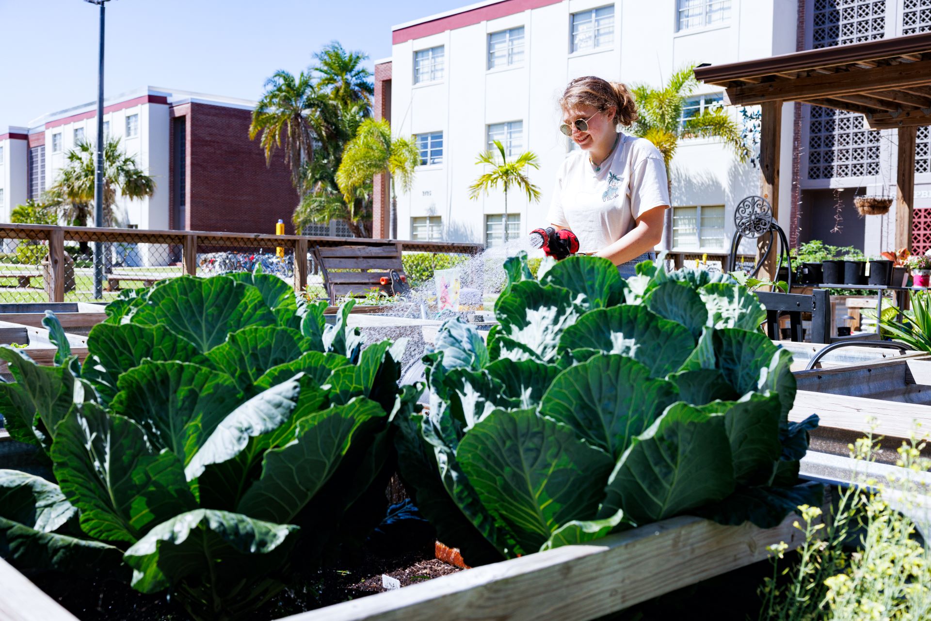 A young woman watering plants in a raised garden bed on a sunny day, with residential college buildings and palm trees in the background